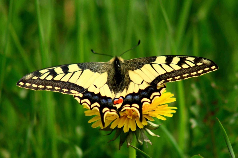 Fotogaléria Fauna a Flóra - okolie Ľubica (13) Fauna a Flóra - okolie Ľubica