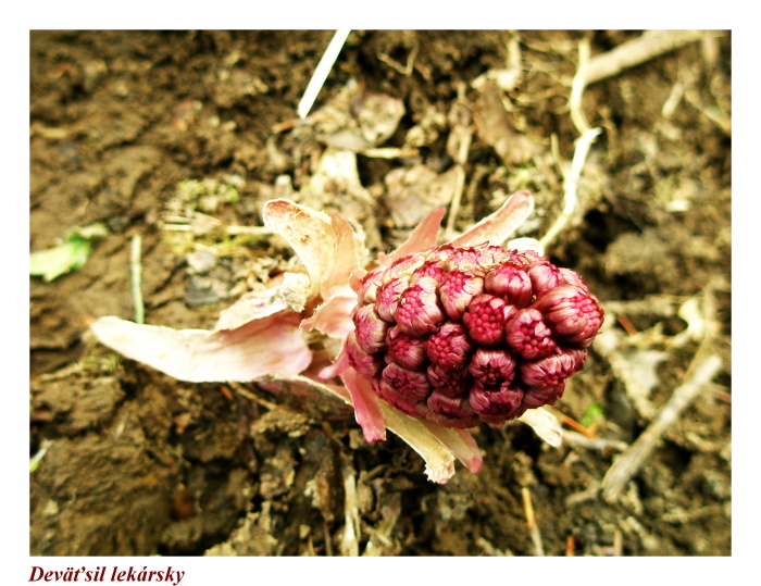 Fotogaléria Spoznávajte kvetenú ľubických dolín ... (40) Spoznávajte kvetenú ľubických dolín ...