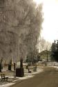 Biela, mrazivá výzdoba... 22.12.2016 Biela, mrazivá výzdoba... 22.12.2016