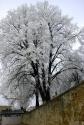 Biela, mrazivá výzdoba... 22.12.2016 Biela, mrazivá výzdoba... 22.12.2016